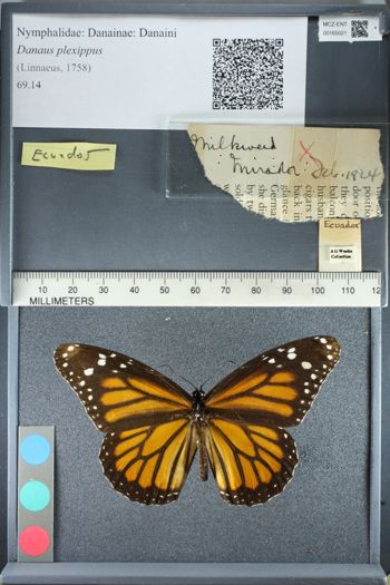 Media type: image;   Entomology 165021